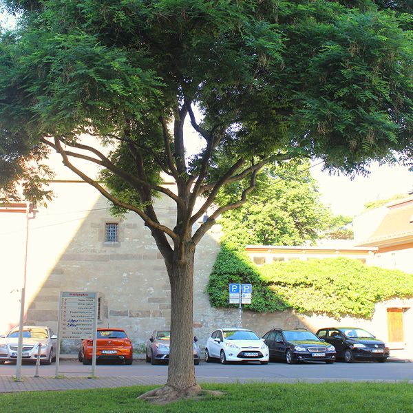 Sogenannter Klimabaum: Japanischer Schnurbaum (Bildquelle: Gabriele Jahn/ThINK)