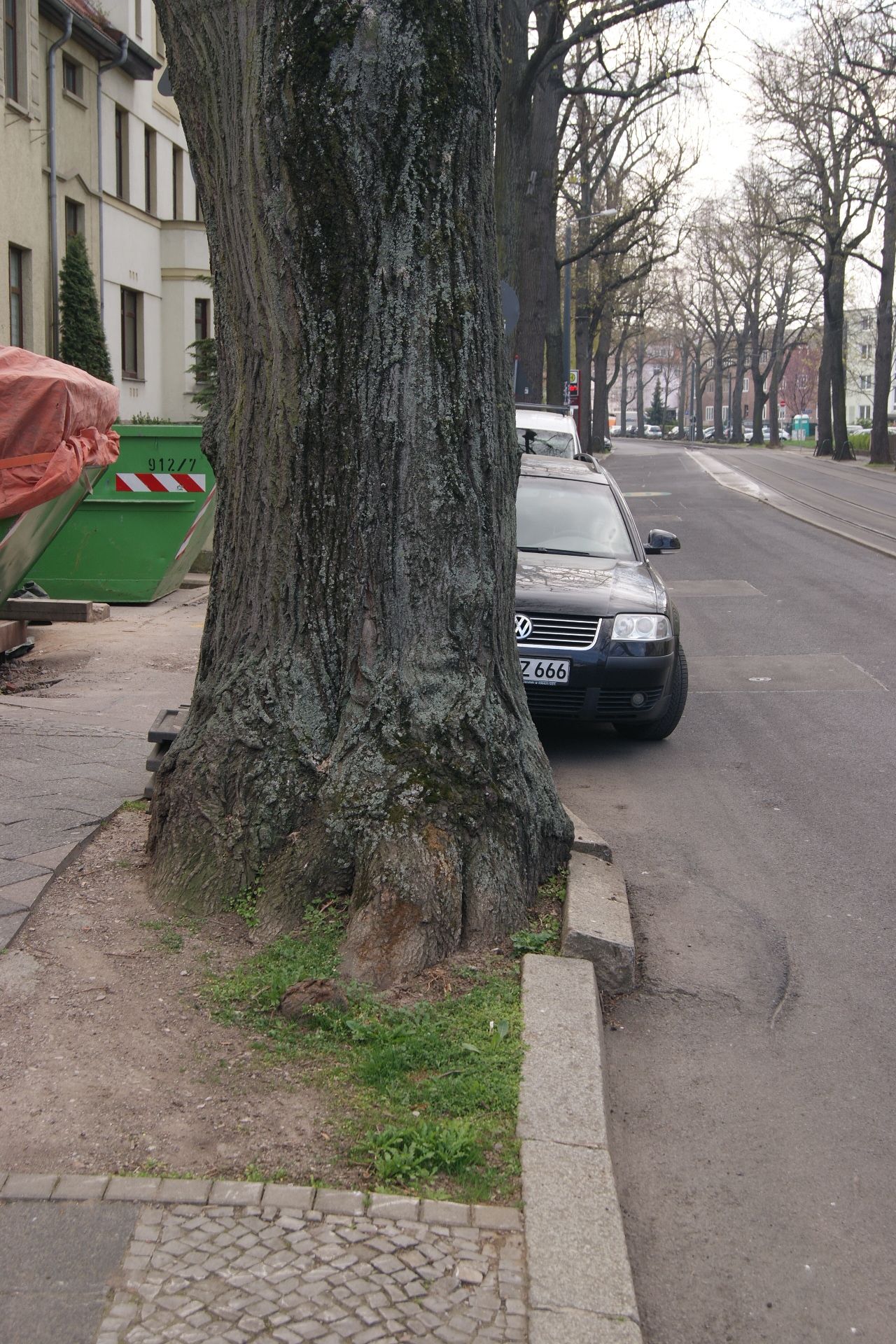 alter Baum auf Bürgersteig - eingeklemmt von Bordstein und Strasse; parkendes Auto dahinter