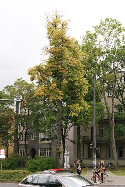 Stadtbäume müssen urbanen Stressfaktoren standhalten. Ungesundes Erscheinungsbild einer Linde am Fürstengraben (Bildquelle: Daniel Knopf/ThINK)